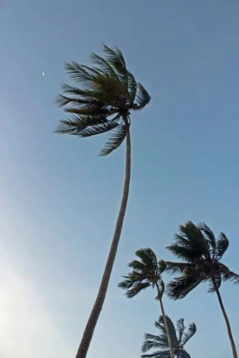 Palm trees swaying against clear blue sky.
