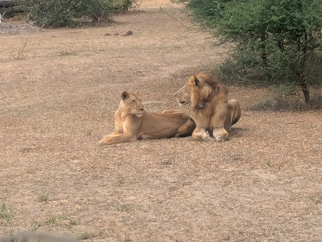 Male and Female Lion resting next to each other