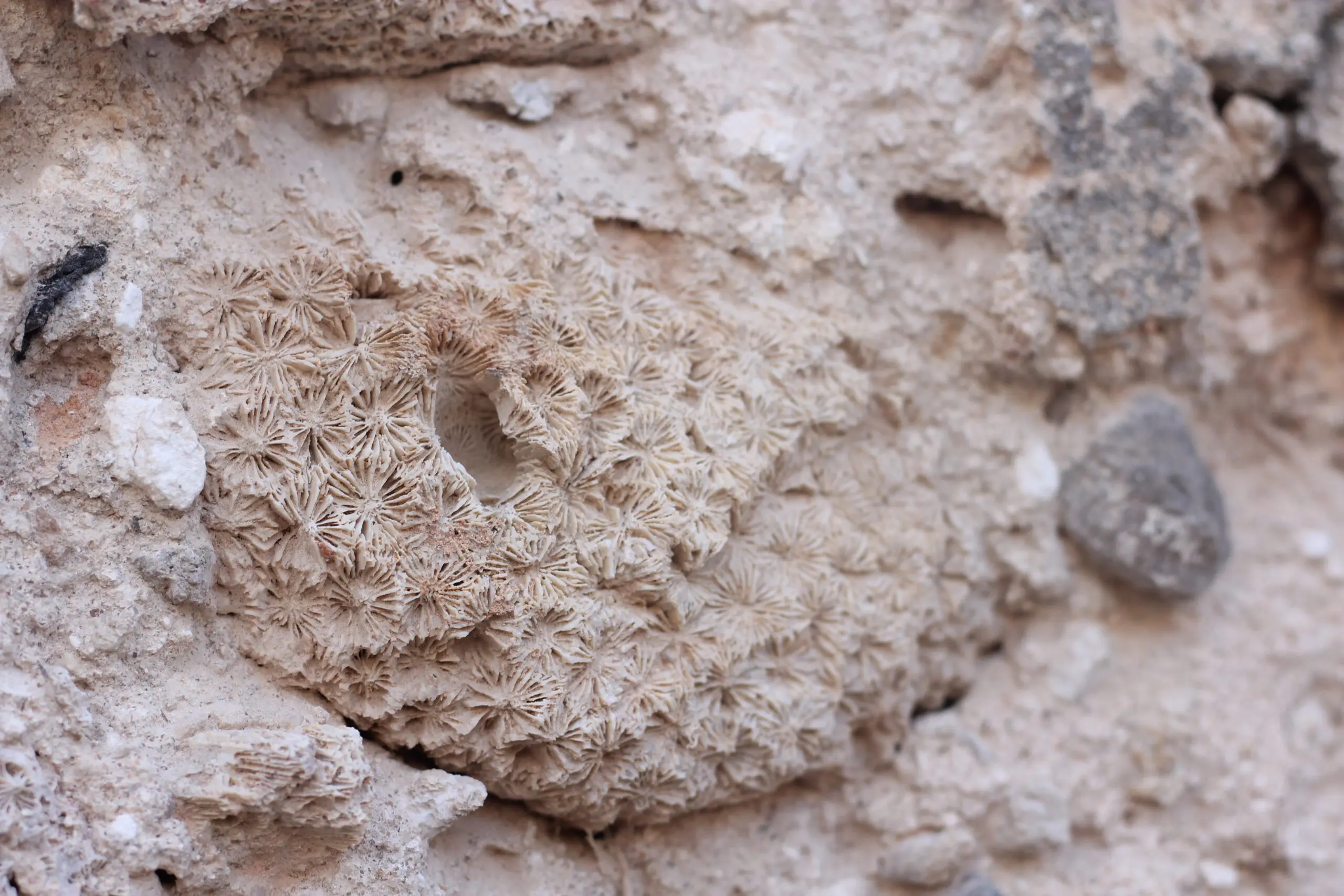 Coral in Kilwa Kiswani ruins