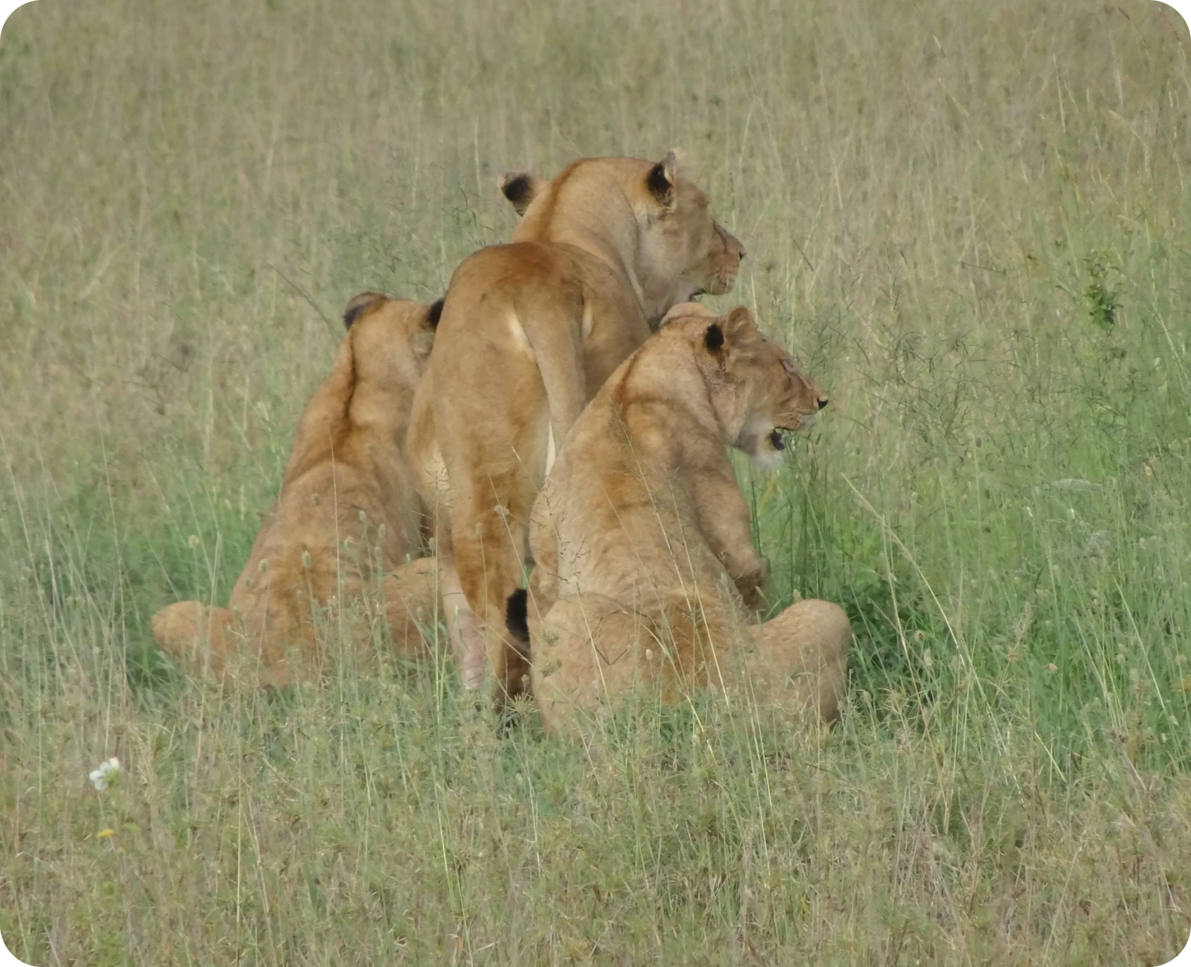 Three lions sitting in grassy field.