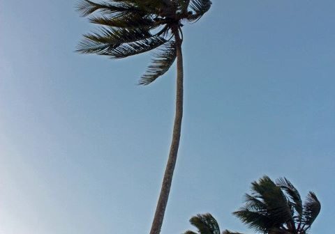 Palm trees swaying against clear blue sky.